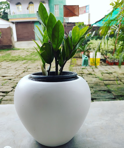 Vrindavan Pushp Vatika Nursery